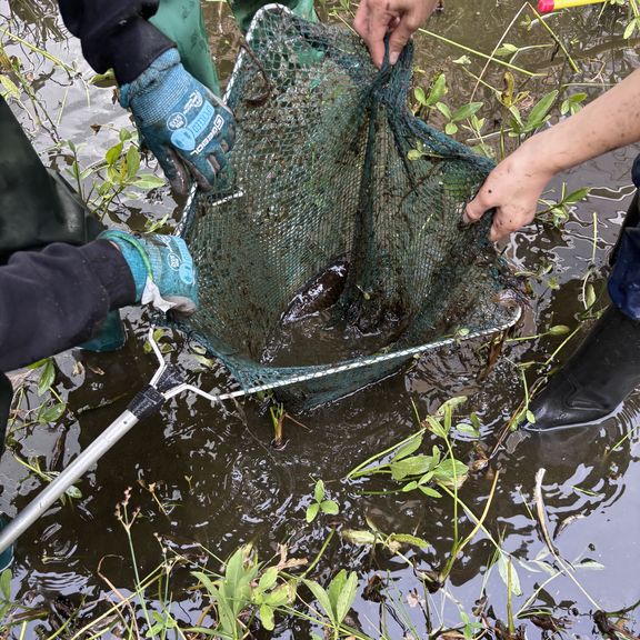 Teich-Aktion der Schulgarten-AG 2026 – Etwa 20 Fische umgesiedelt Teich-Aktion der Schulgarten-AG 2026 – Etwa 20 Fische umgesiedelt